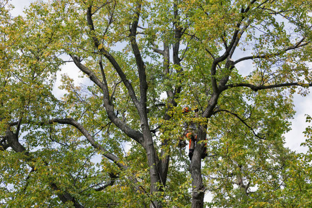 Best Tree Disease Treatment  in Silver Springs, NV